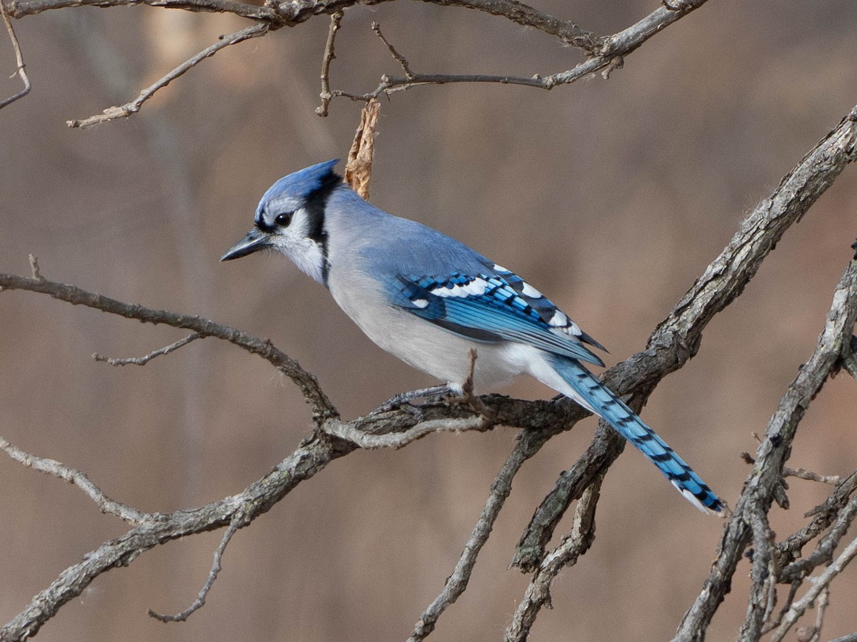 Blue Jay - ML647587871