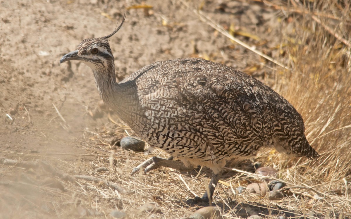 Elegant Crested-Tinamou - ML647587895