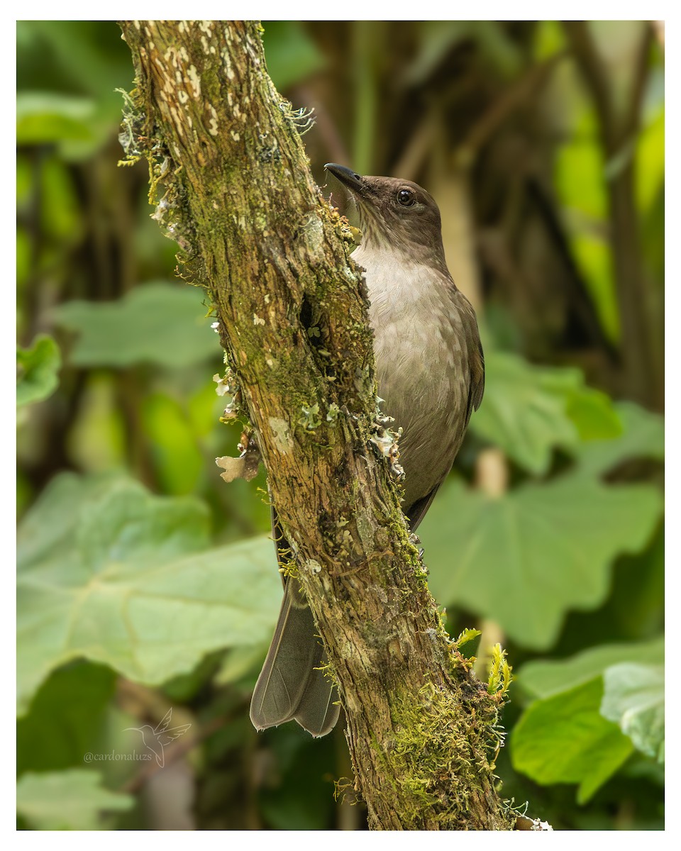 Cabanisdrossel - ML647587897