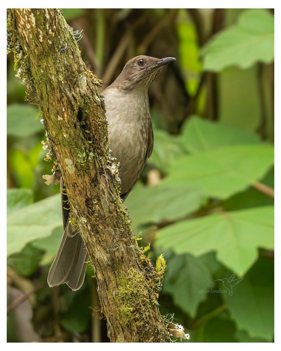 Cabanisdrossel - ML647587898