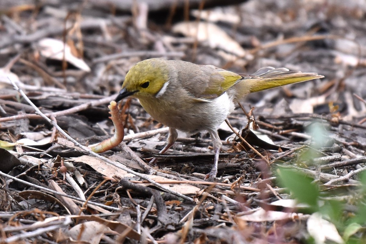 White-plumed Honeyeater - ML647587901