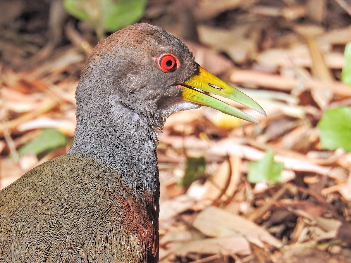Gray-cowled Wood-Rail - ML647587906
