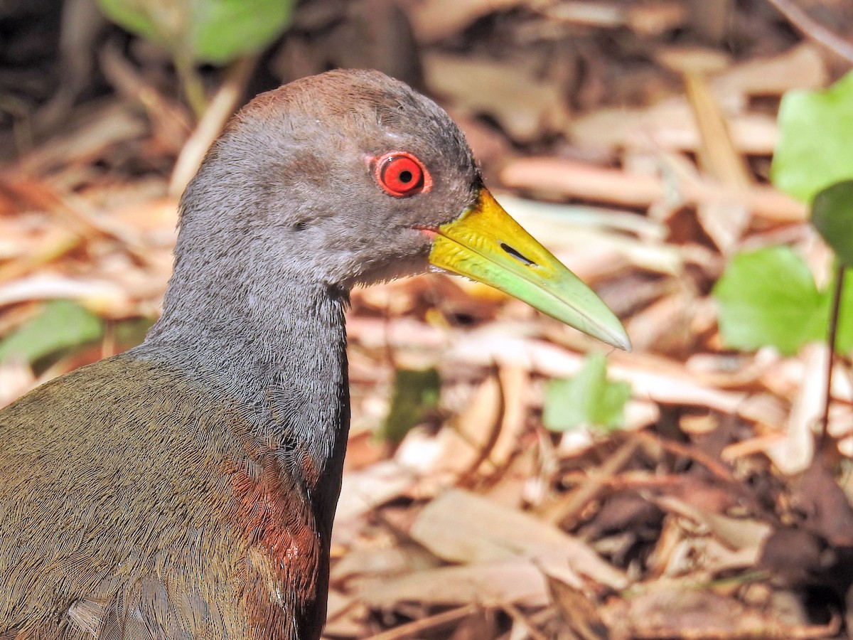 Gray-cowled Wood-Rail - ML647587907