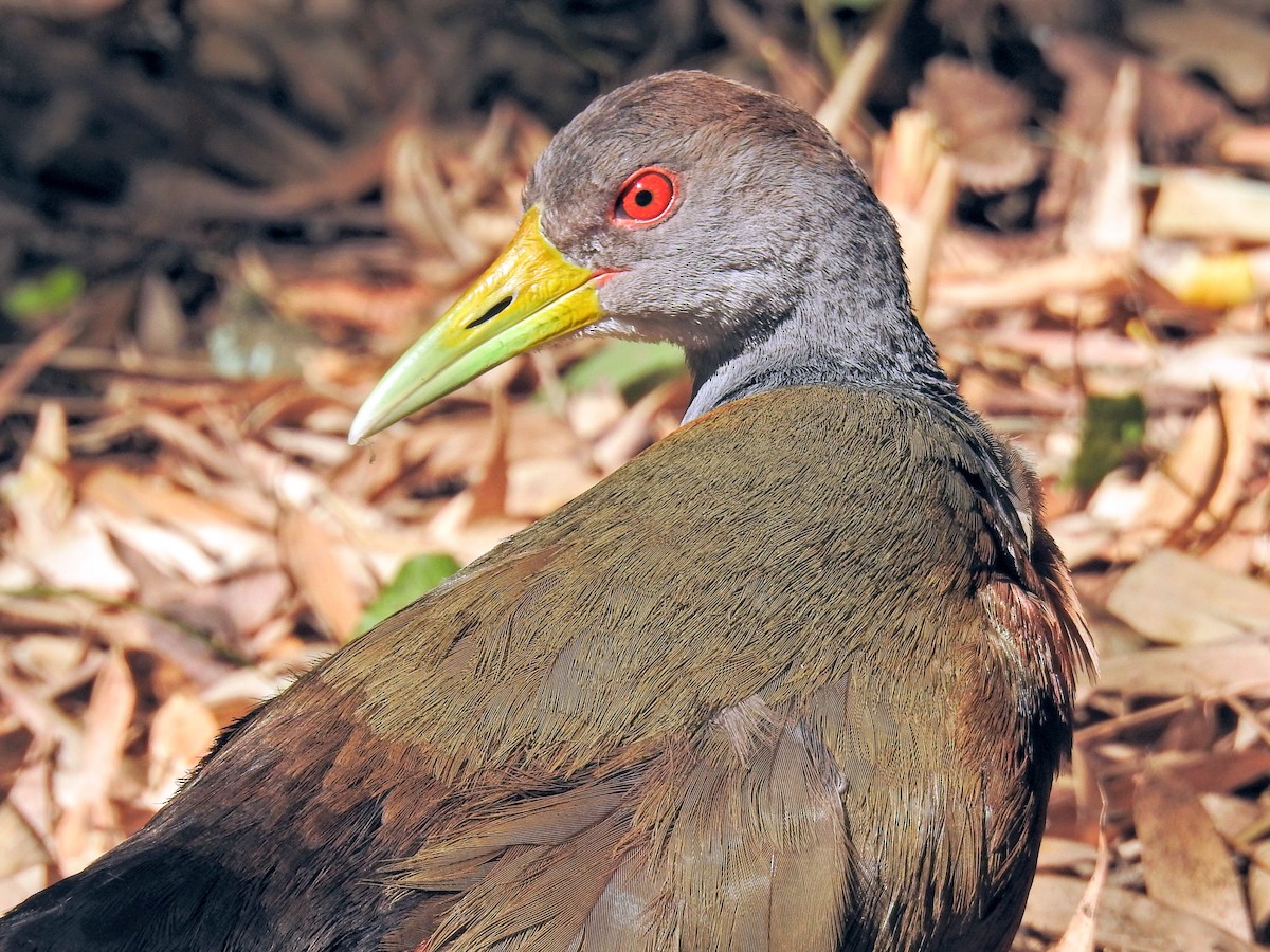 Gray-cowled Wood-Rail - ML647587909