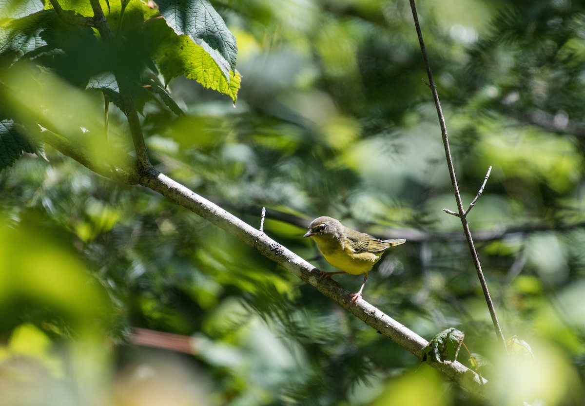 Mourning Warbler - Simon Boivin