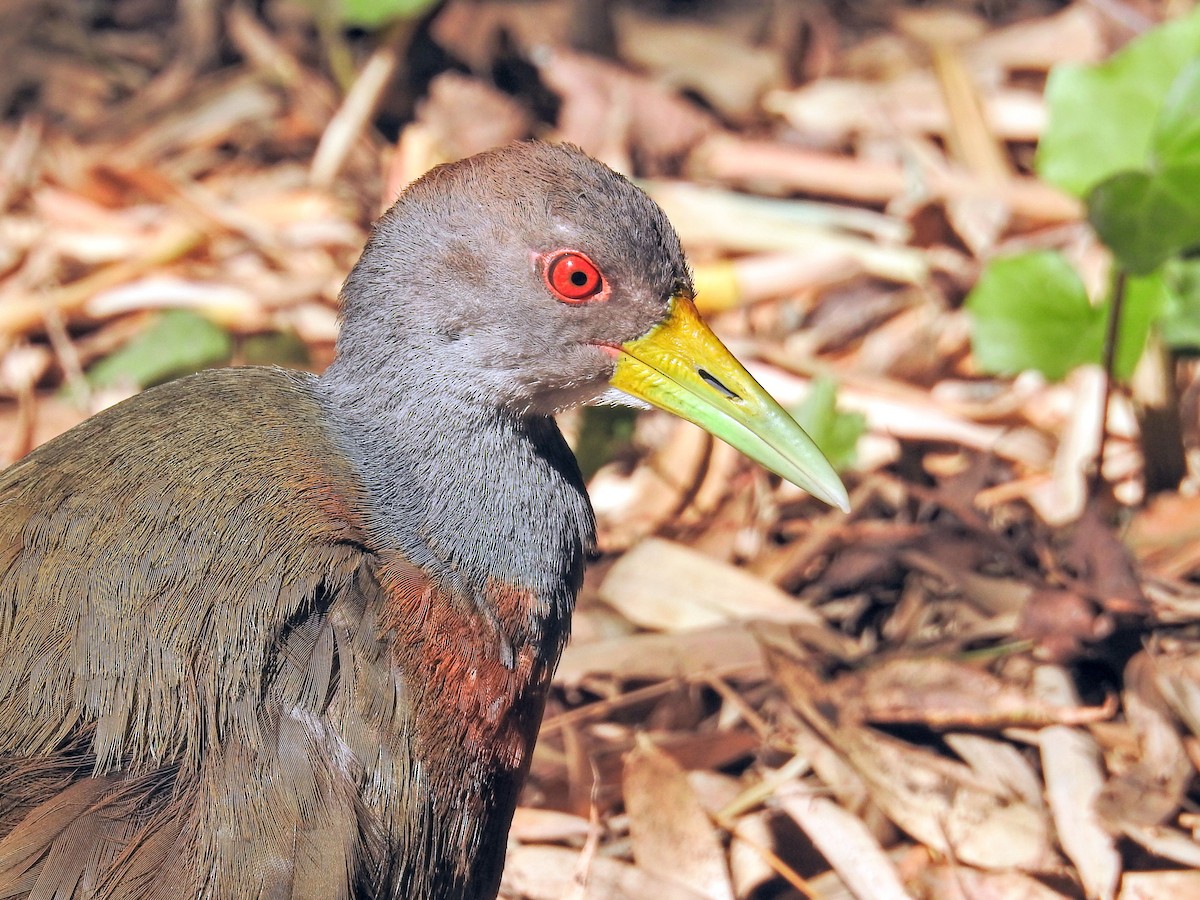 Gray-cowled Wood-Rail - ML647587910