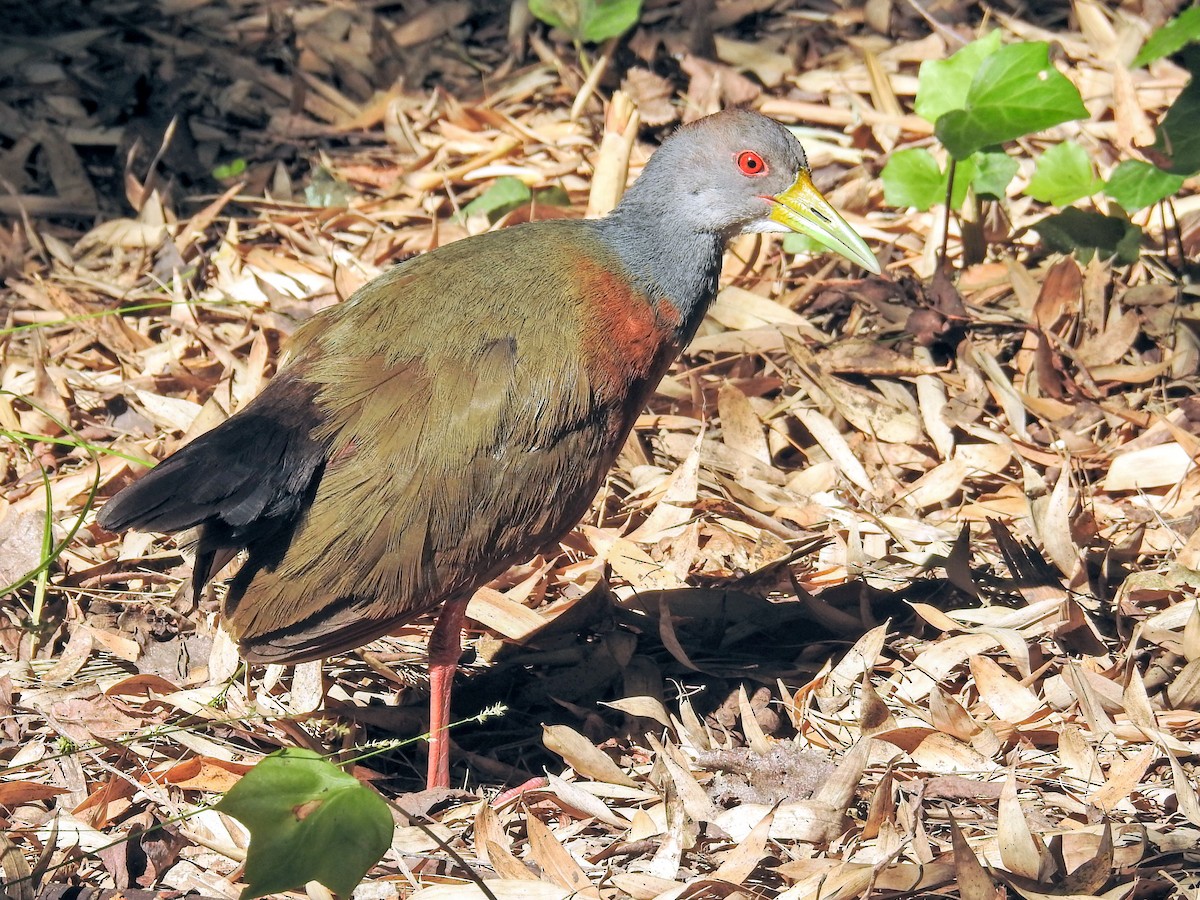 Gray-cowled Wood-Rail - ML647587911