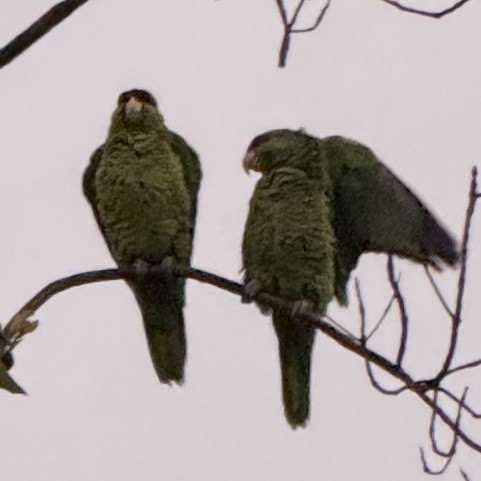 Lilac-crowned Amazon - ML647587932