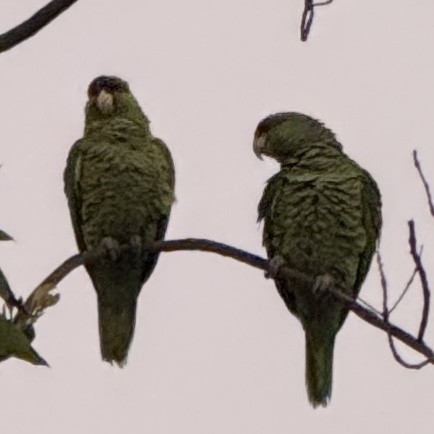 Lilac-crowned Amazon - ML647587933