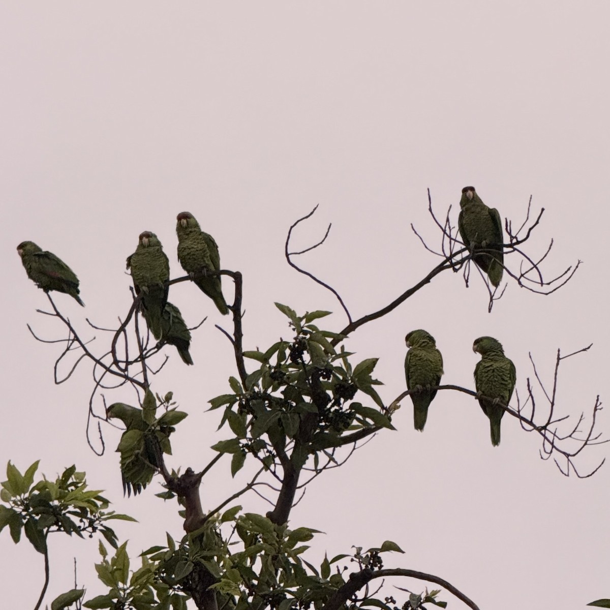 Lilac-crowned Amazon - ML647587934