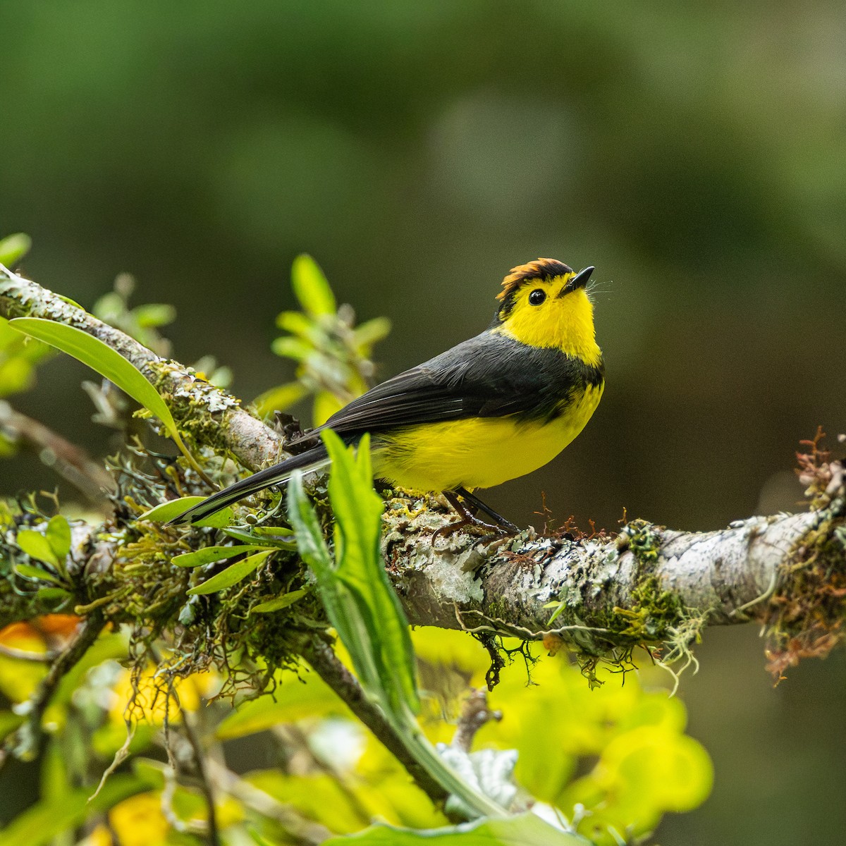 Halsband-Waldsänger - ML647587935