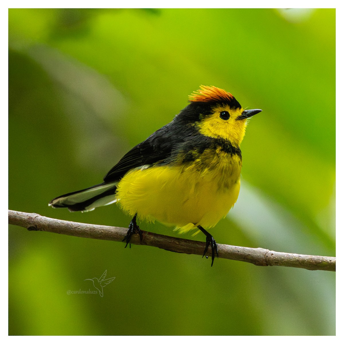 Halsband-Waldsänger - ML647587936