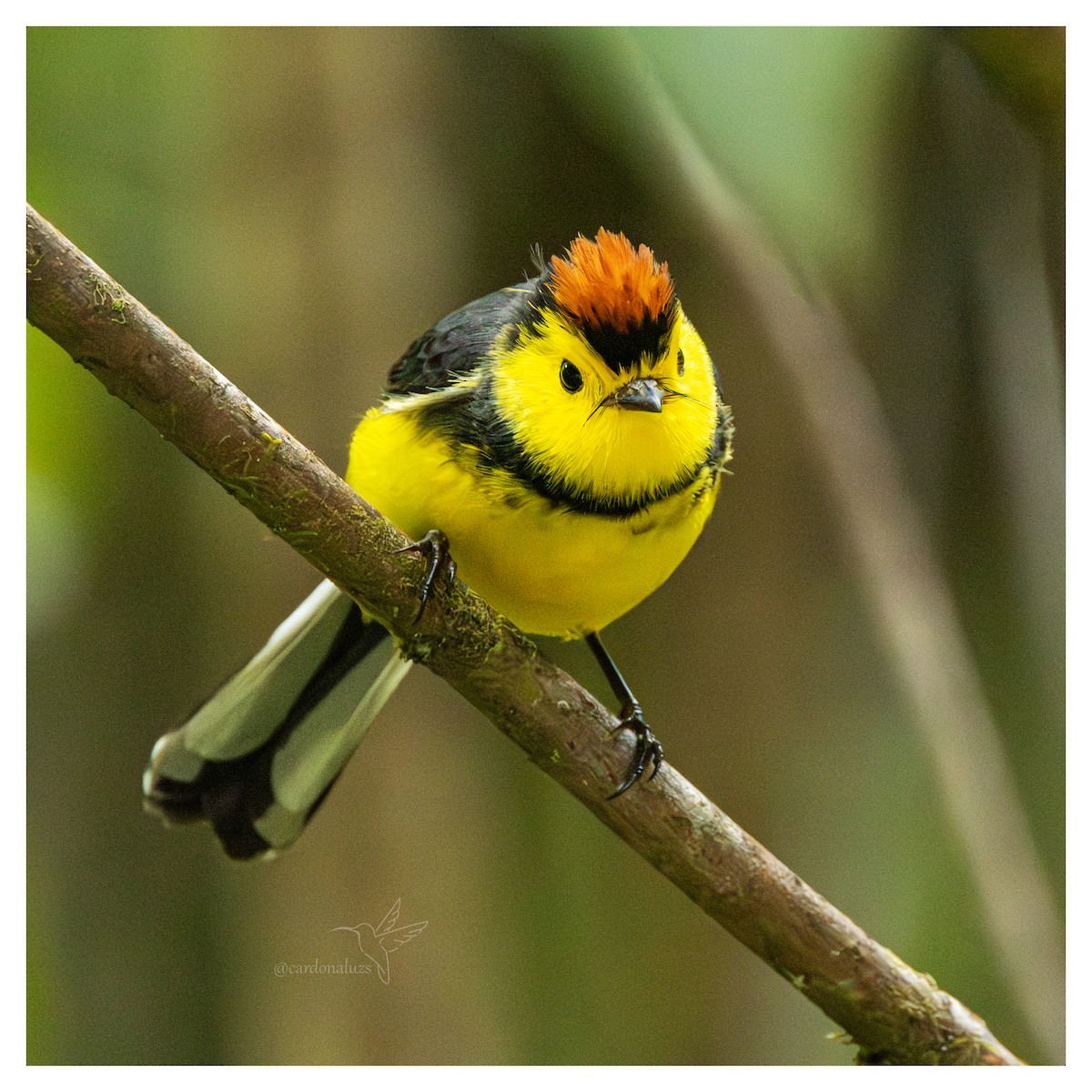 Halsband-Waldsänger - ML647587937