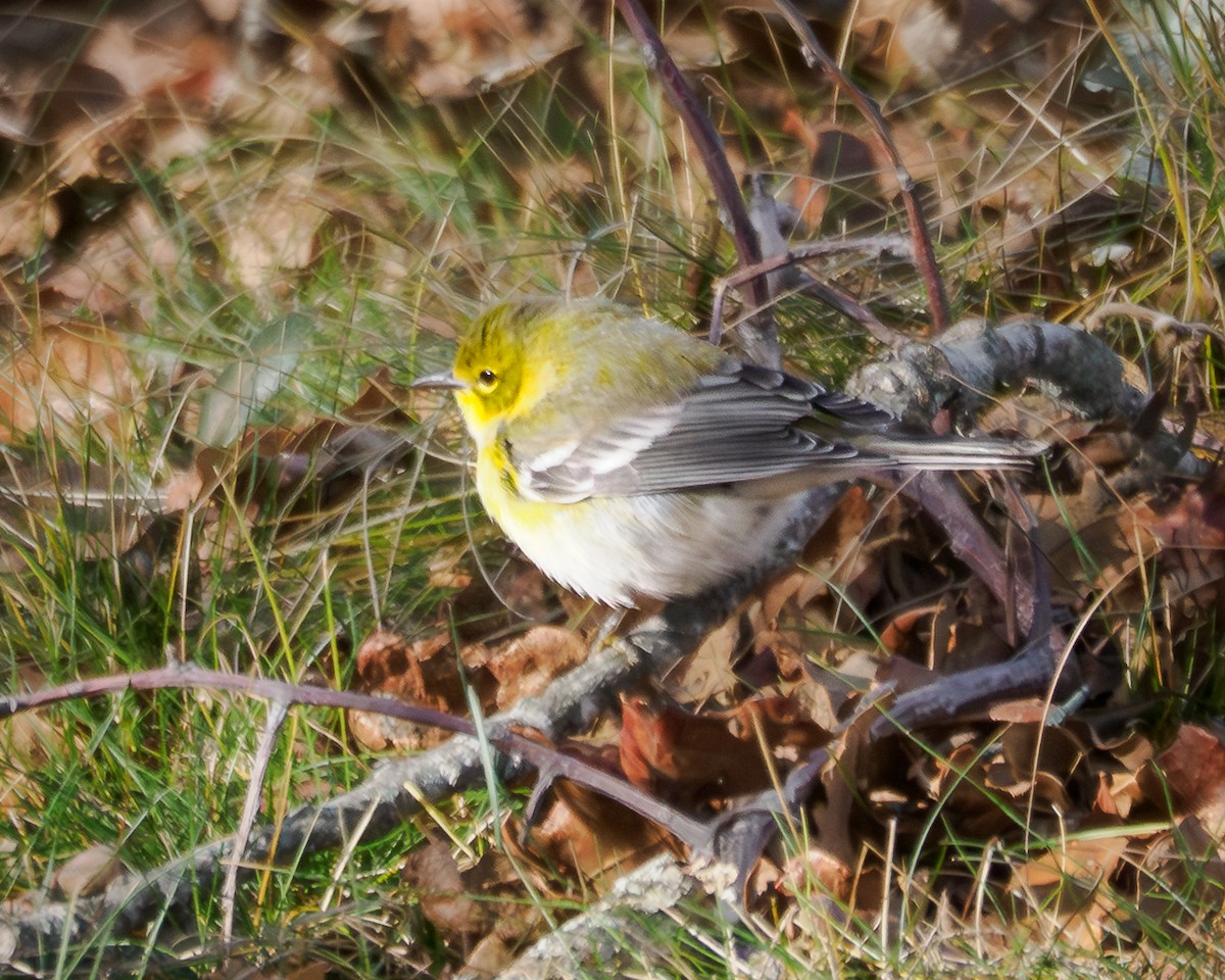 Pine Warbler - ML647587943