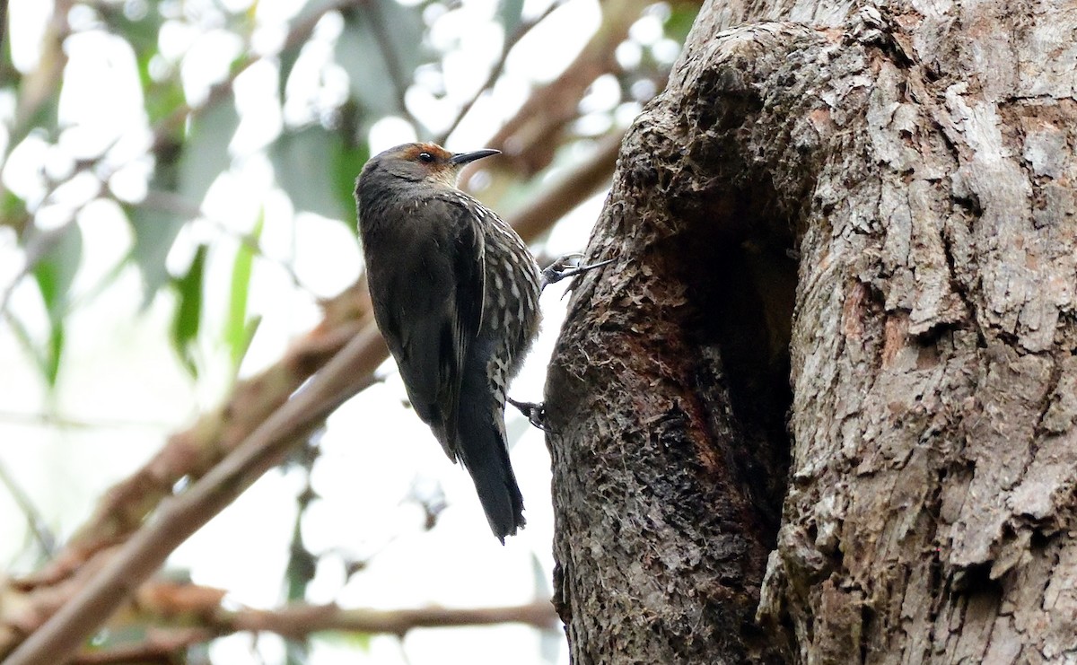 Red-browed Treecreeper - ML647587947