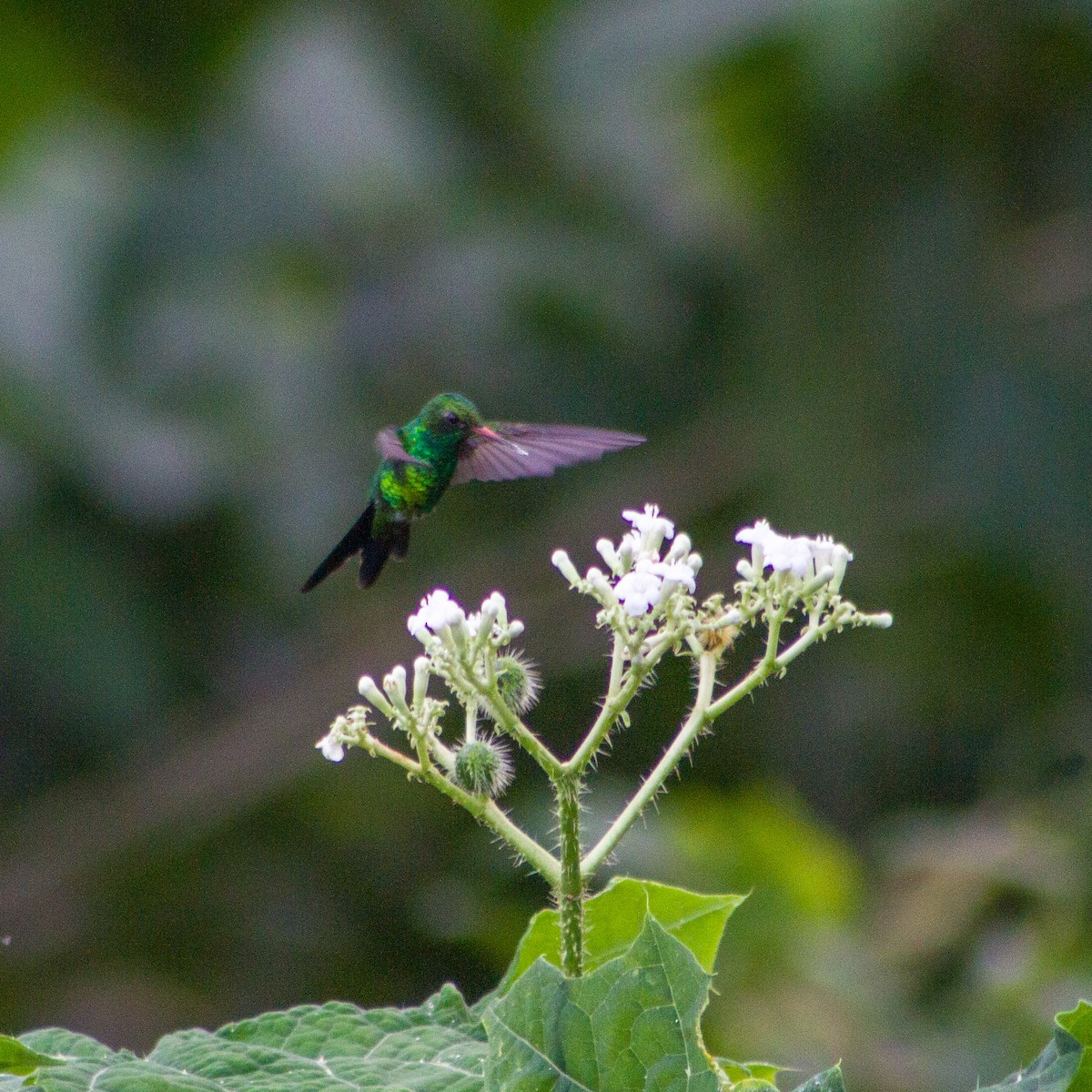 Canivet's Emerald - ML647587949