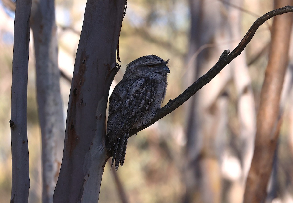 Avustralya Kocaağzı - ML647587961