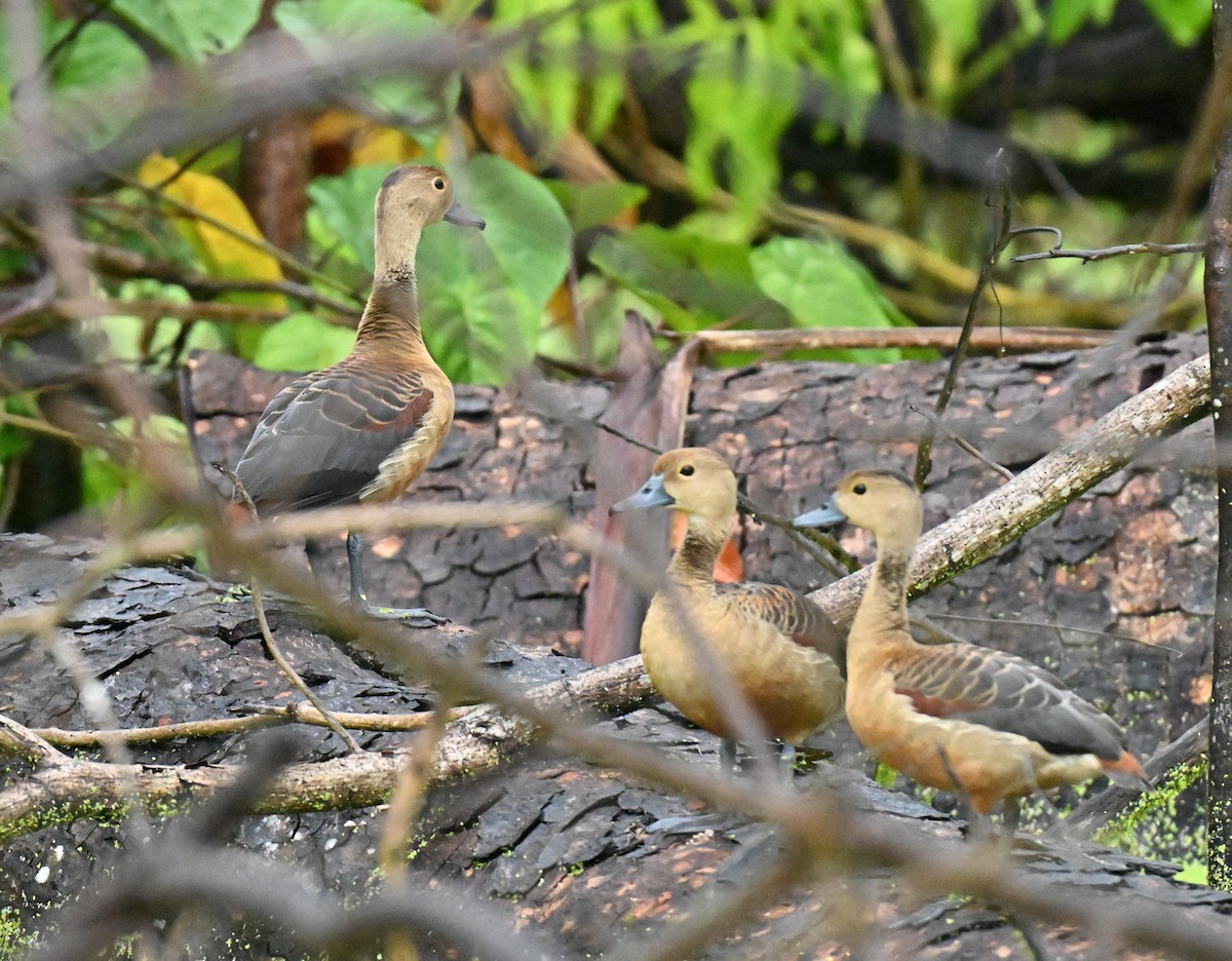 Lesser Whistling-Duck - ML647587968