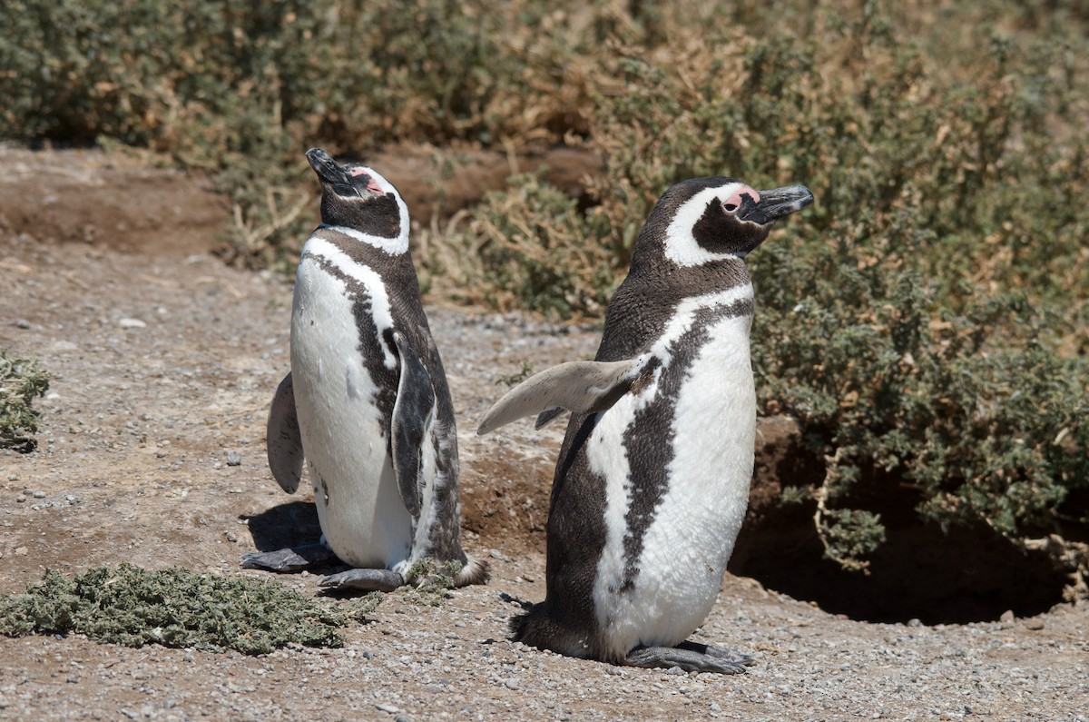 Magellanic Penguin - ML647587970