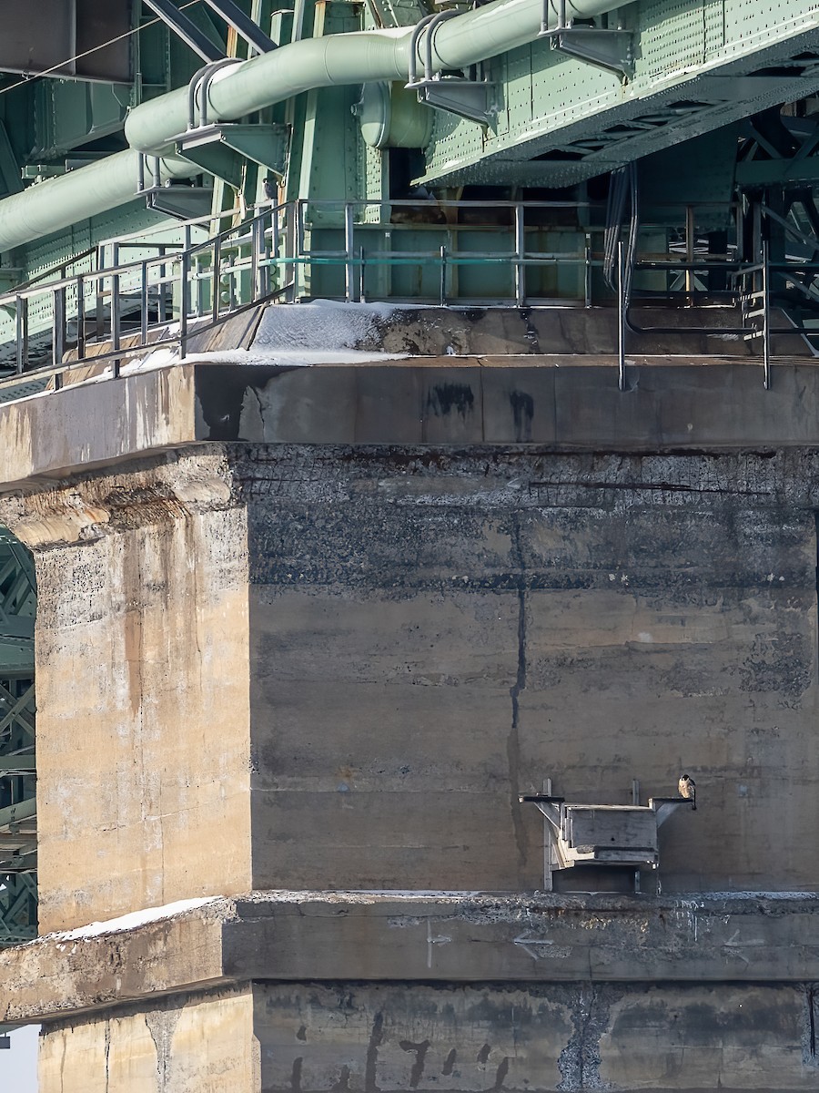 sokol stěhovavý - ML647587977