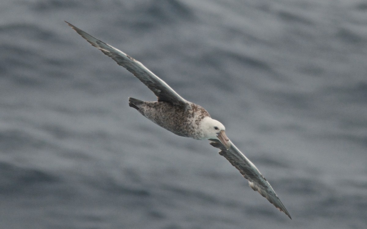 סערון-ענק דרומי - ML647587997