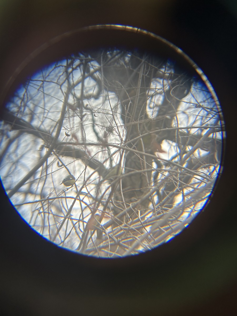 Lesser Goldfinch - ML647588024