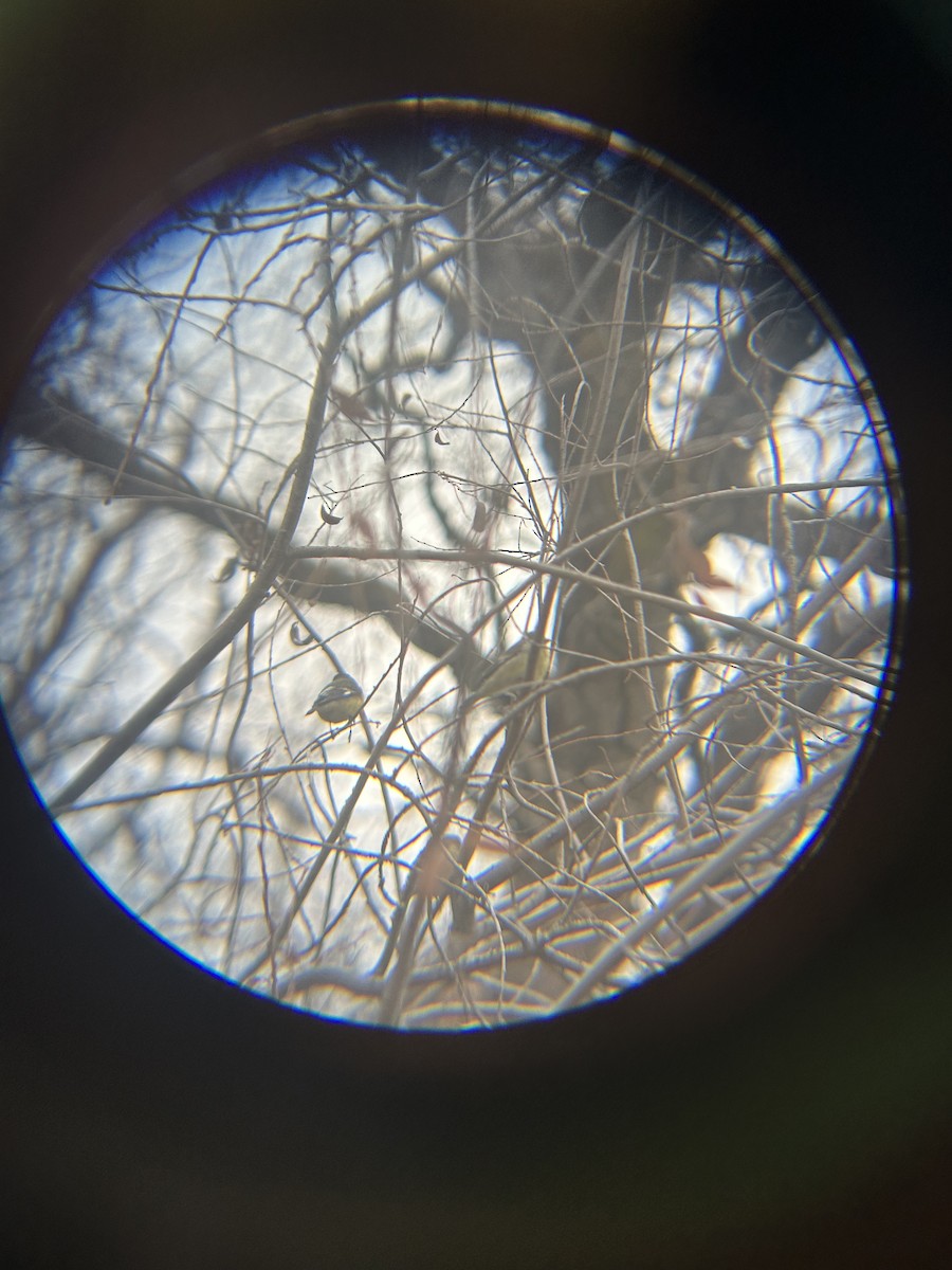 Lesser Goldfinch - ML647588025