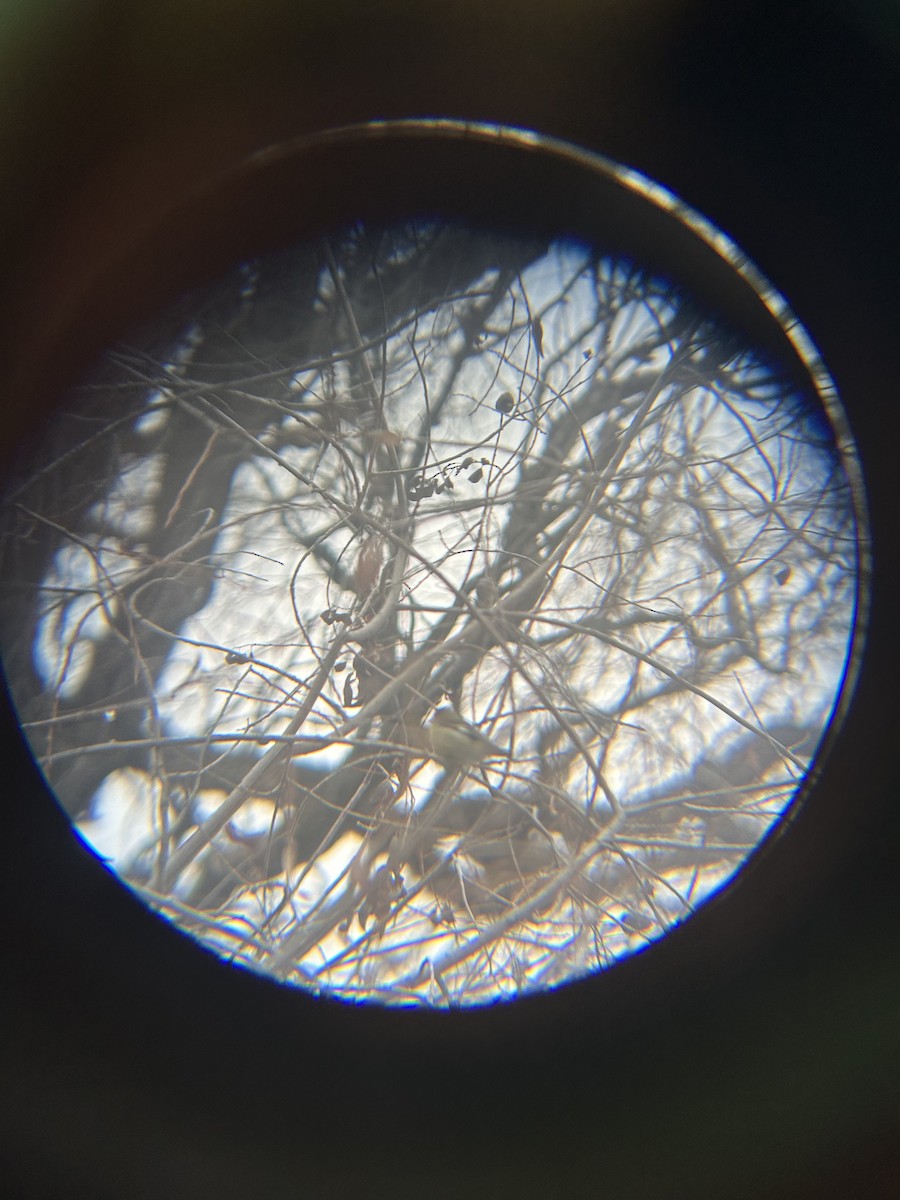 Lesser Goldfinch - ML647588026