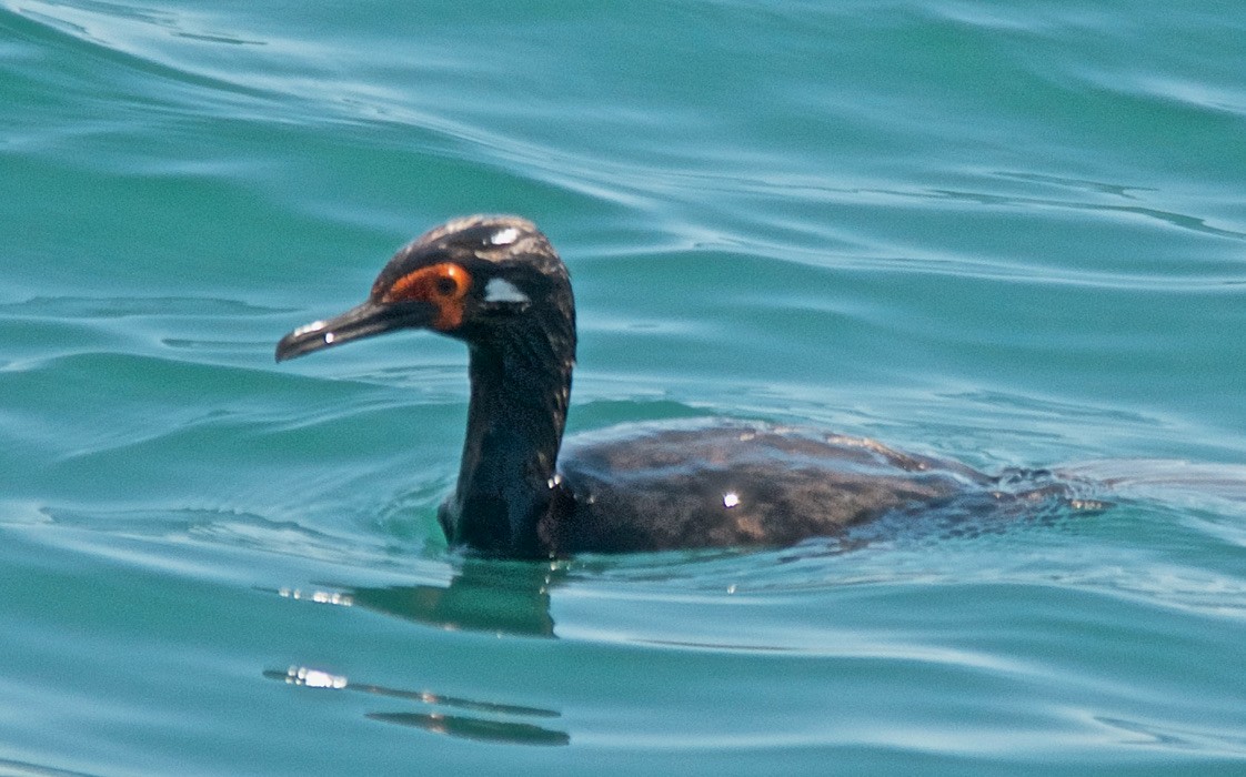 Magellanic Cormorant - ML647588031