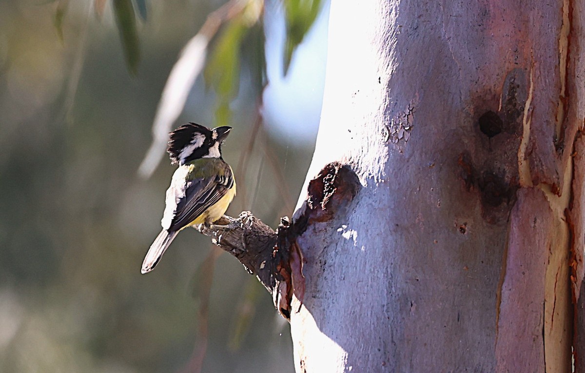 Eastern Shrike-tit - ML647588056