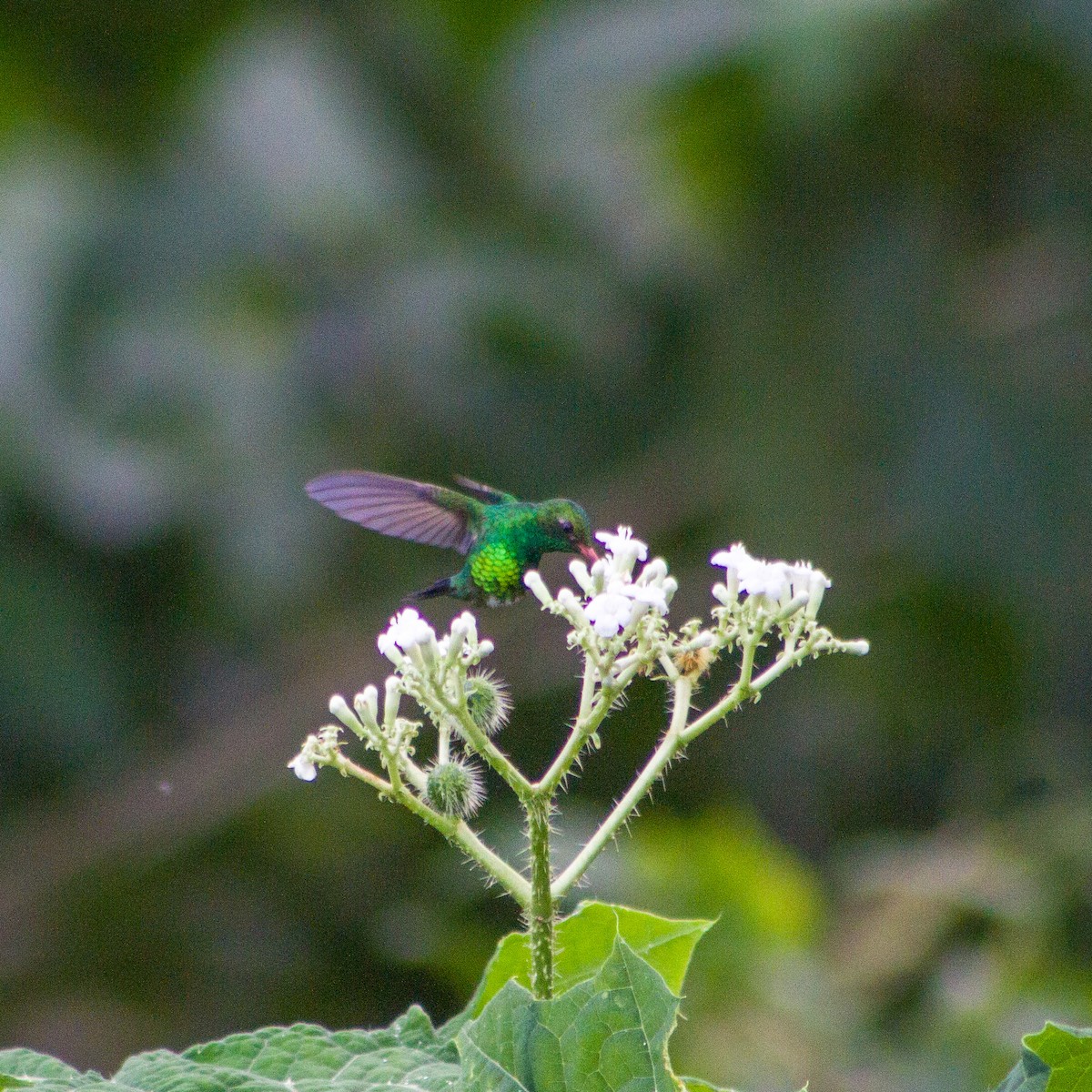 Canivet's Emerald - ML647588058