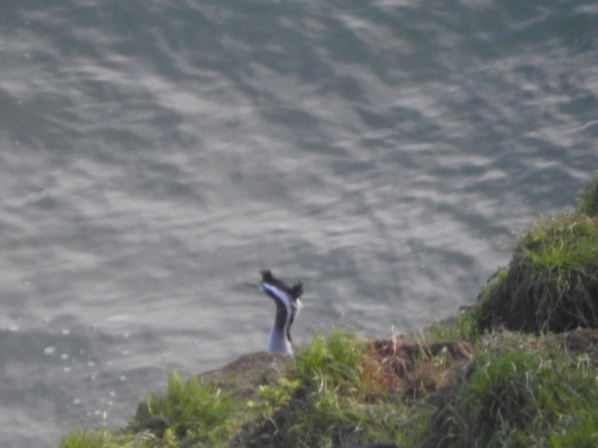 Баклан бурий - ML647588069