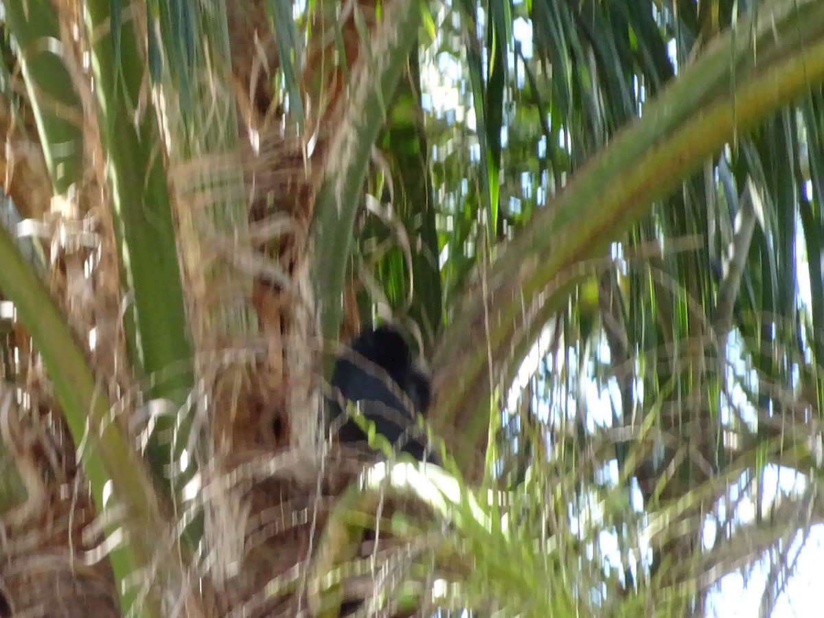 blackbird sp. - ML647588075