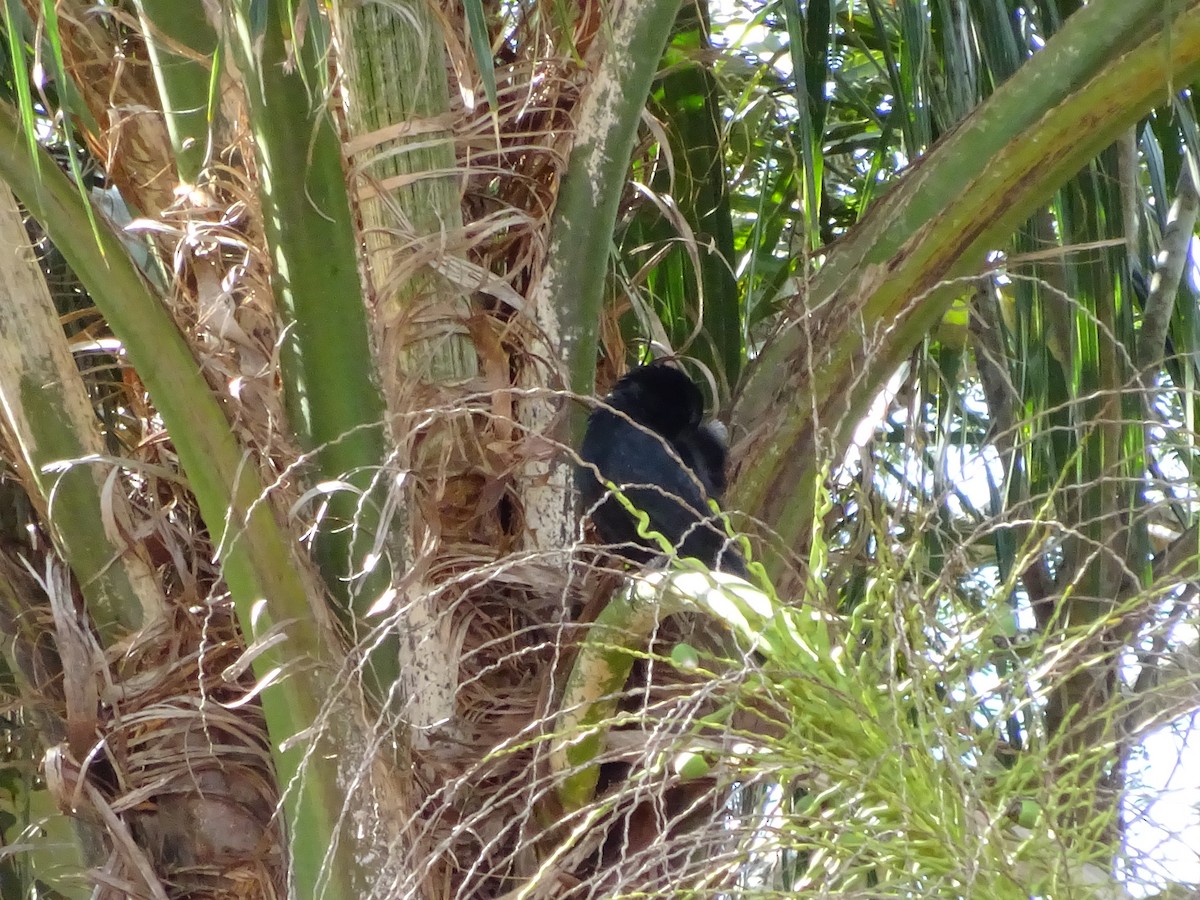 blackbird sp. - ML647588076