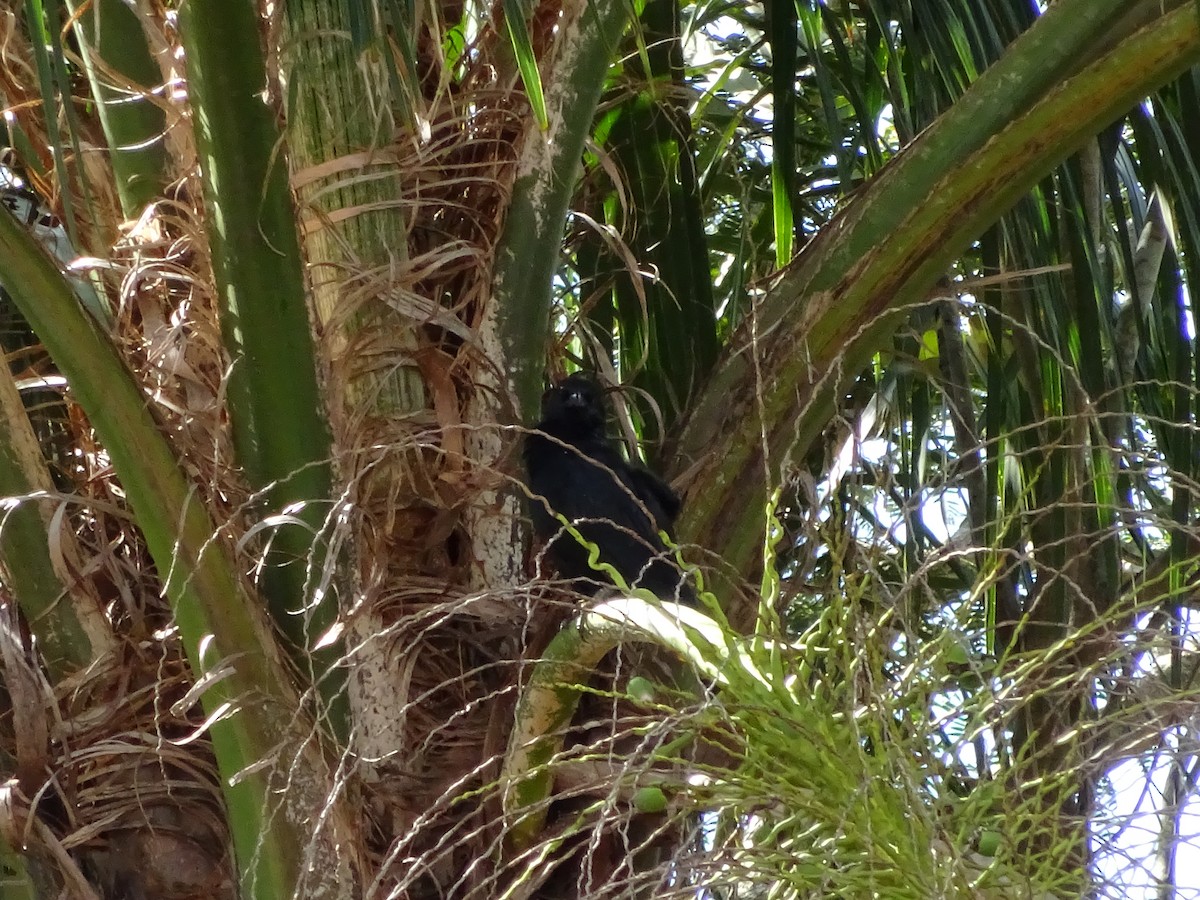 blackbird sp. - ML647588077