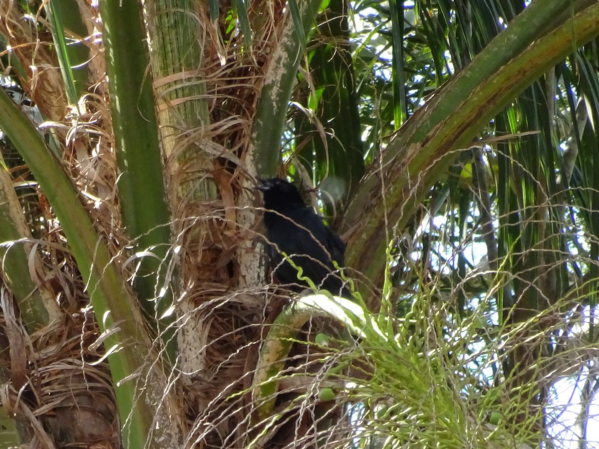 blackbird sp. - ML647588078