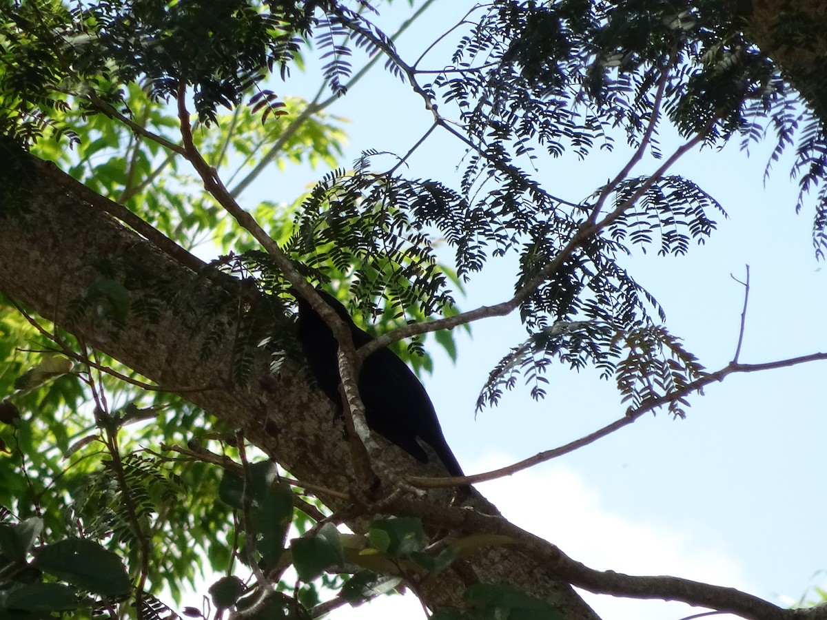 blackbird sp. - ML647588080
