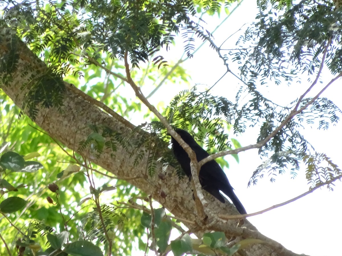 blackbird sp. - ML647588081