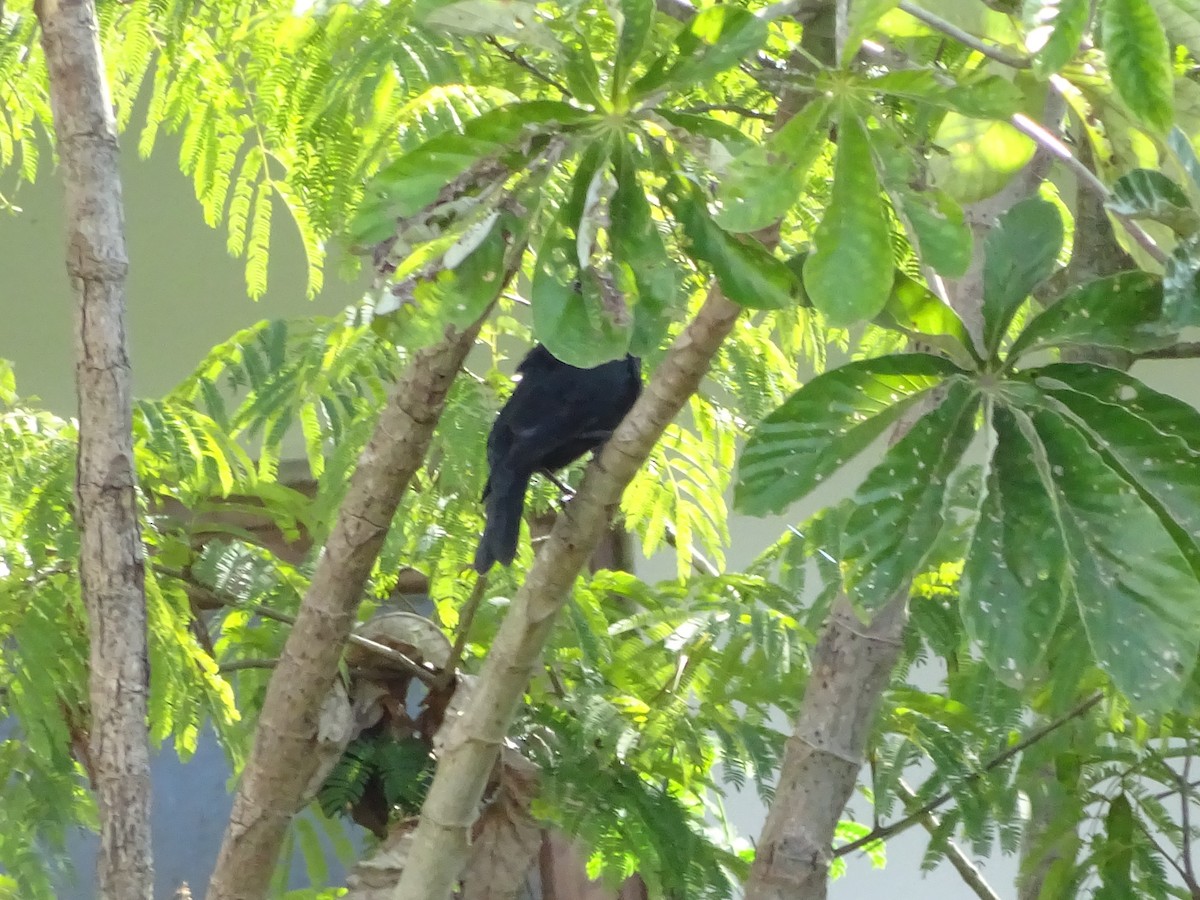 blackbird sp. - ML647588082