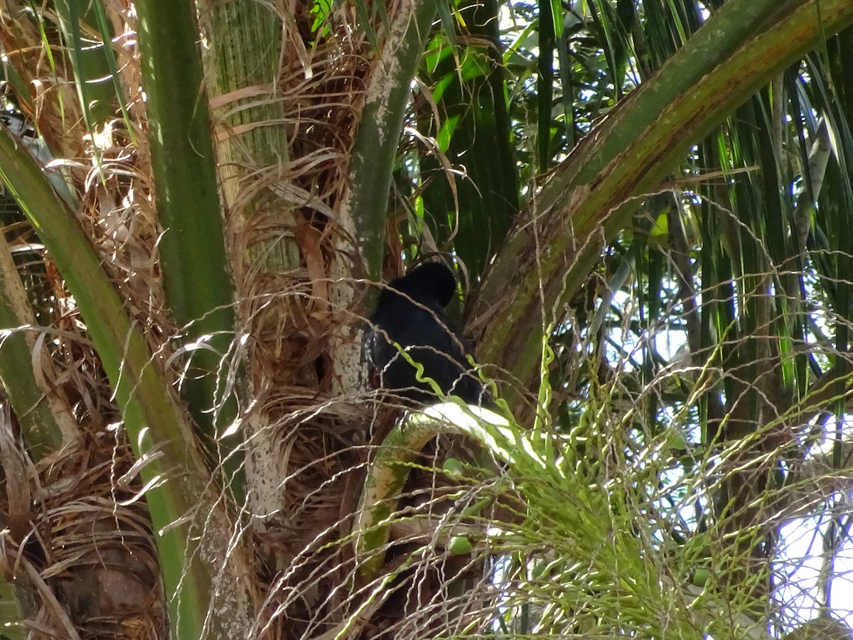blackbird sp. - ML647588083