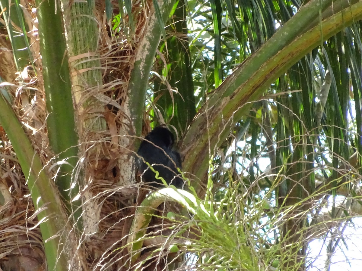 blackbird sp. - ML647588084