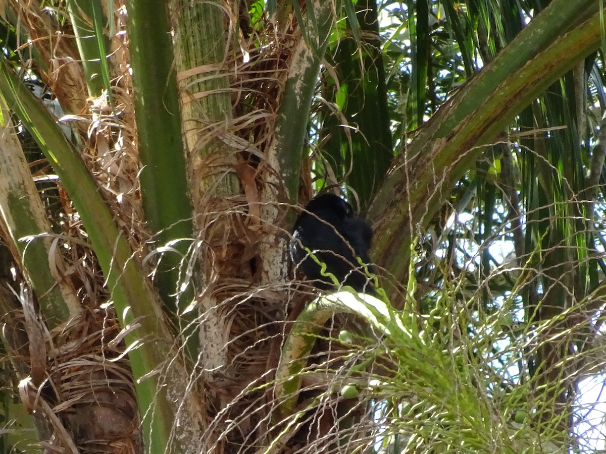 blackbird sp. - ML647588085