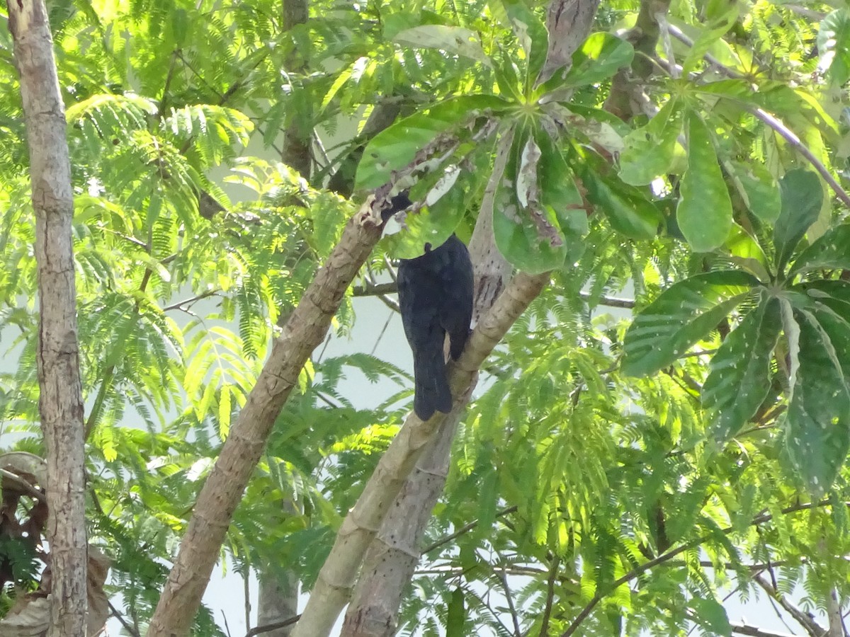 blackbird sp. - ML647588086