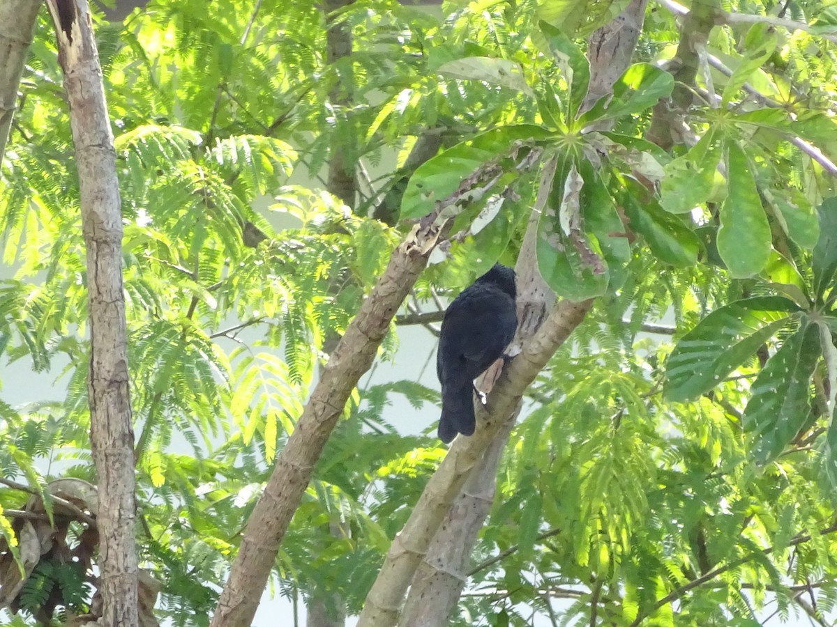 blackbird sp. - ML647588087