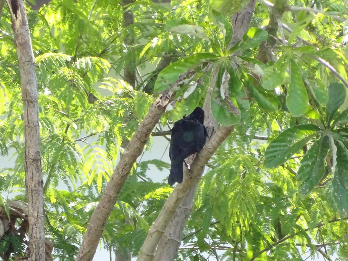 blackbird sp. - ML647588089