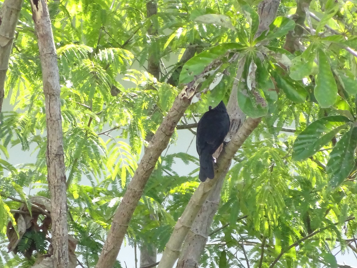 blackbird sp. - ML647588090
