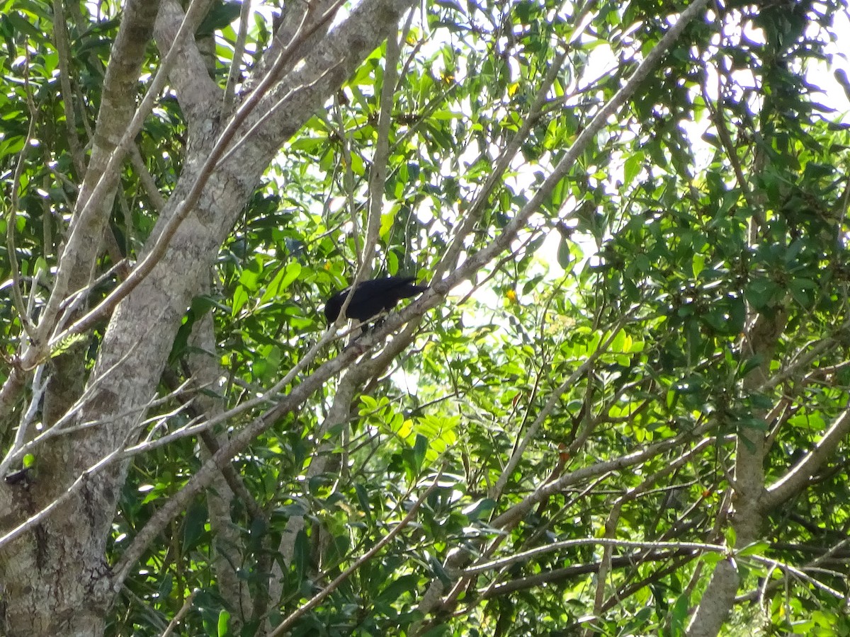 blackbird sp. - ML647588091