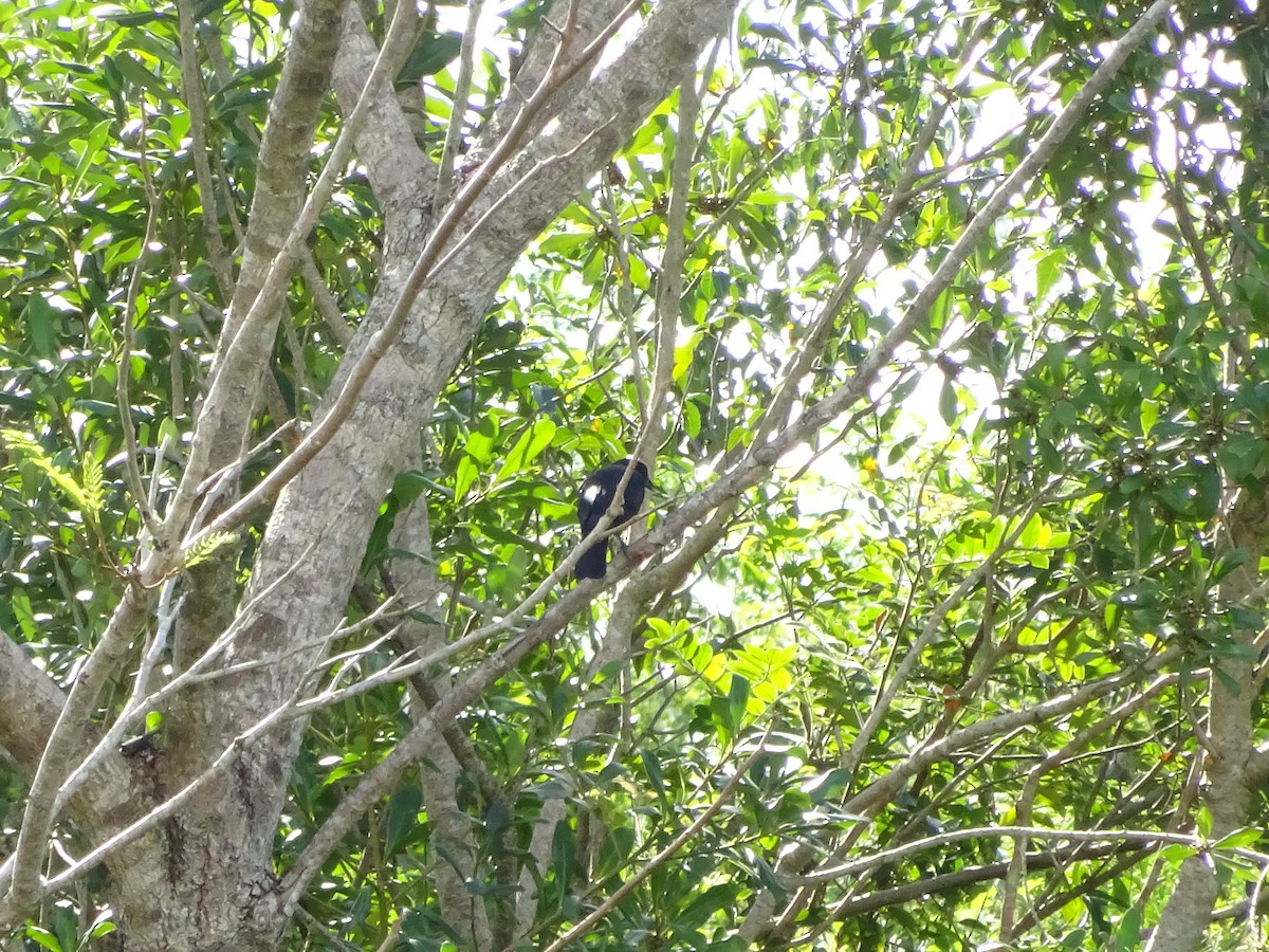 blackbird sp. - ML647588092