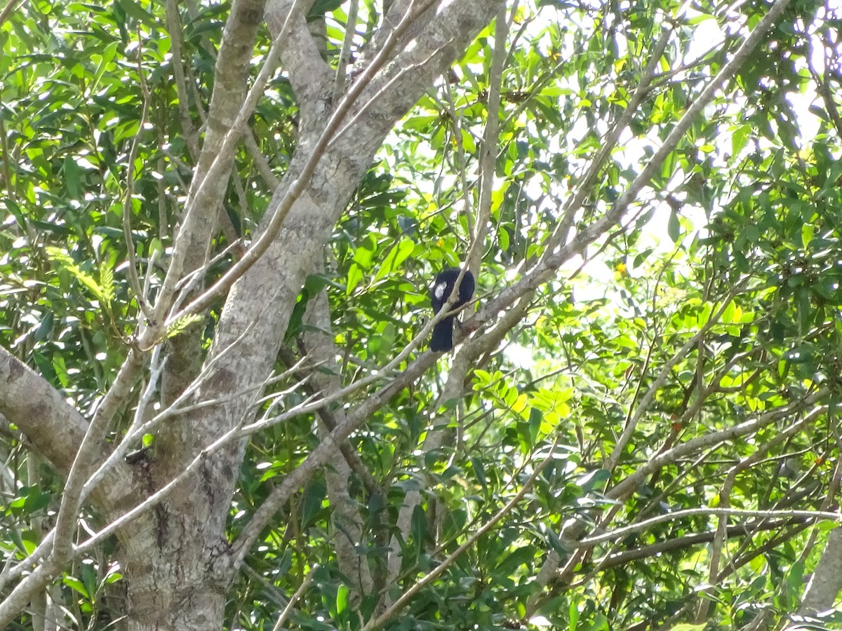 blackbird sp. - ML647588093