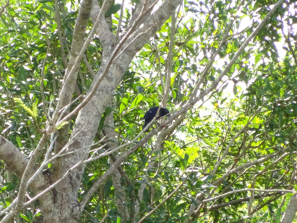 blackbird sp. - ML647588094